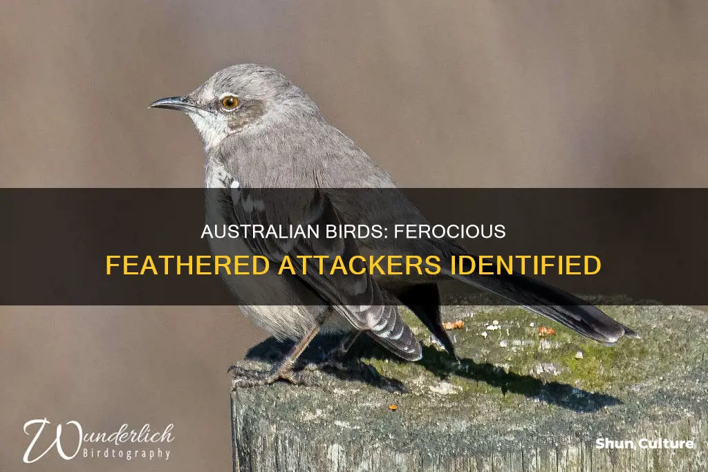 what birds have been attacking people in australia