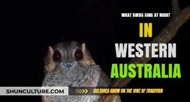Night Serenades: Western Australia's Nocturnal Birds
