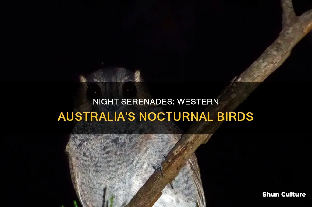 what birds sing at night in western australia