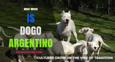 Unveiling the Majestic Dogo Argentino: A Comprehensive Breed Guide