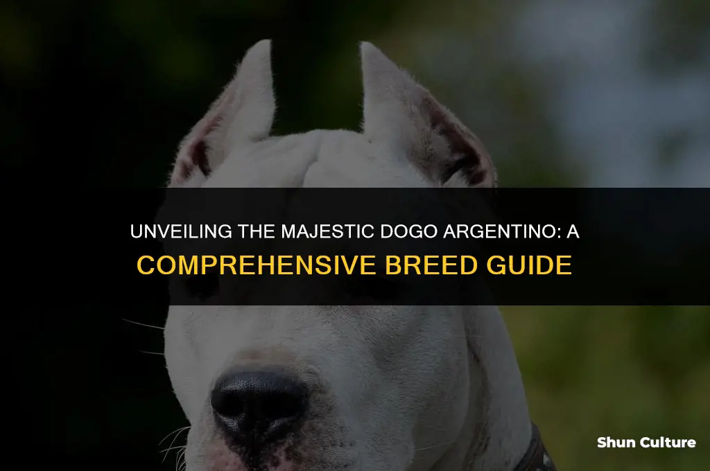 what breed is dogo argentino