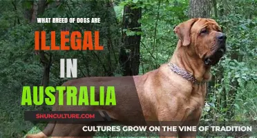 Dog Breeds Banned in Australia: Exploring the Restricted List