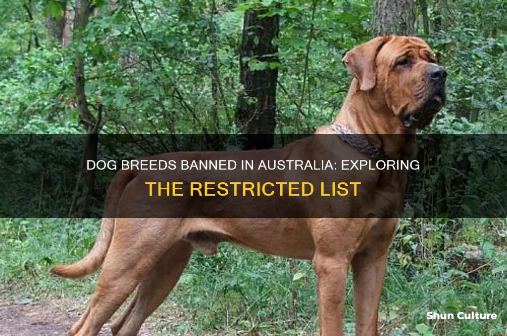 what breed of dogs are illegal in australia
