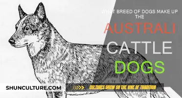 Australian Cattle Dogs: A Breed of Many Parts
