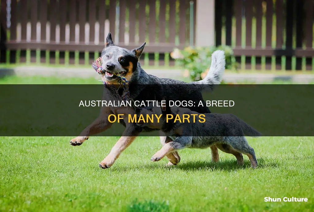 what breed of dogs make up the australian cattle dogs