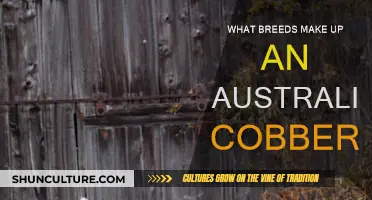 Australian Cobberdog: A Mix of Poodle and Golden Retriever