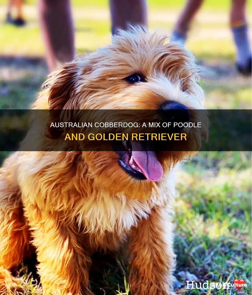 what breeds make up an australian cobberdog