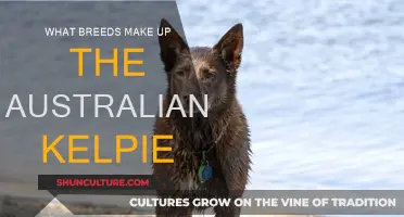 The Kelpie's Unique Ancestry: A Breed Apart