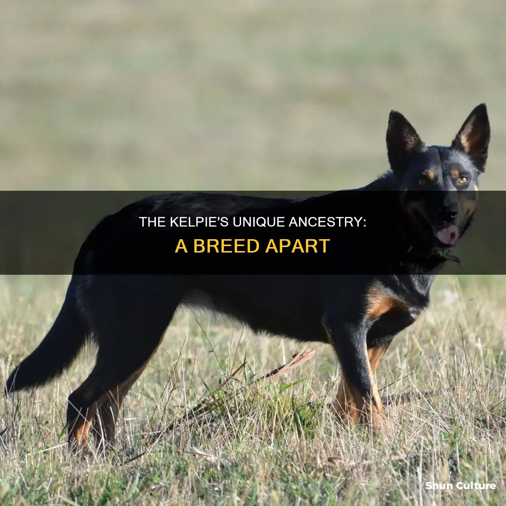 what breeds make up the australian kelpie