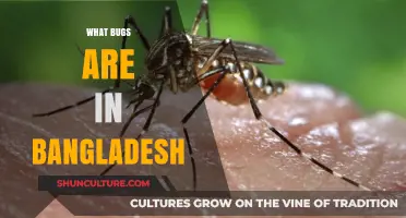 Exploring Bangladesh's Diverse Insect Life: Common Bugs and Their Habitats