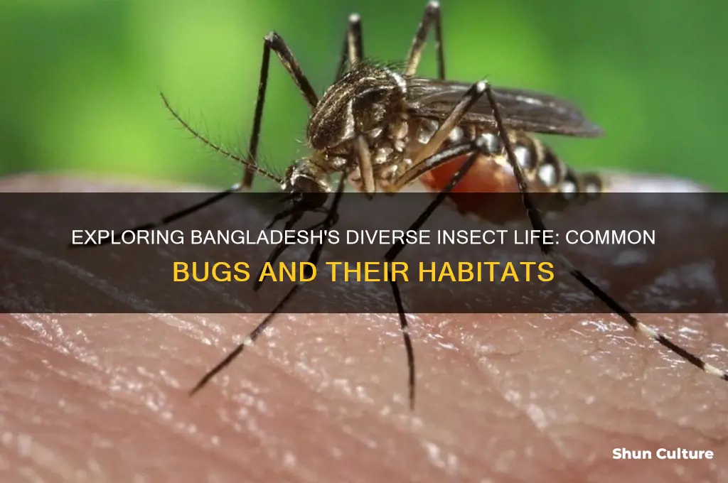 what bugs are in bangladesh