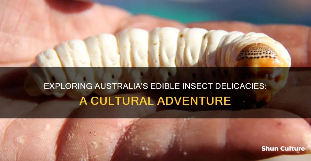 what bugs do they eat in australia