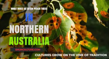 Common Peach Tree Pests in Northern Australia: Identification and Control