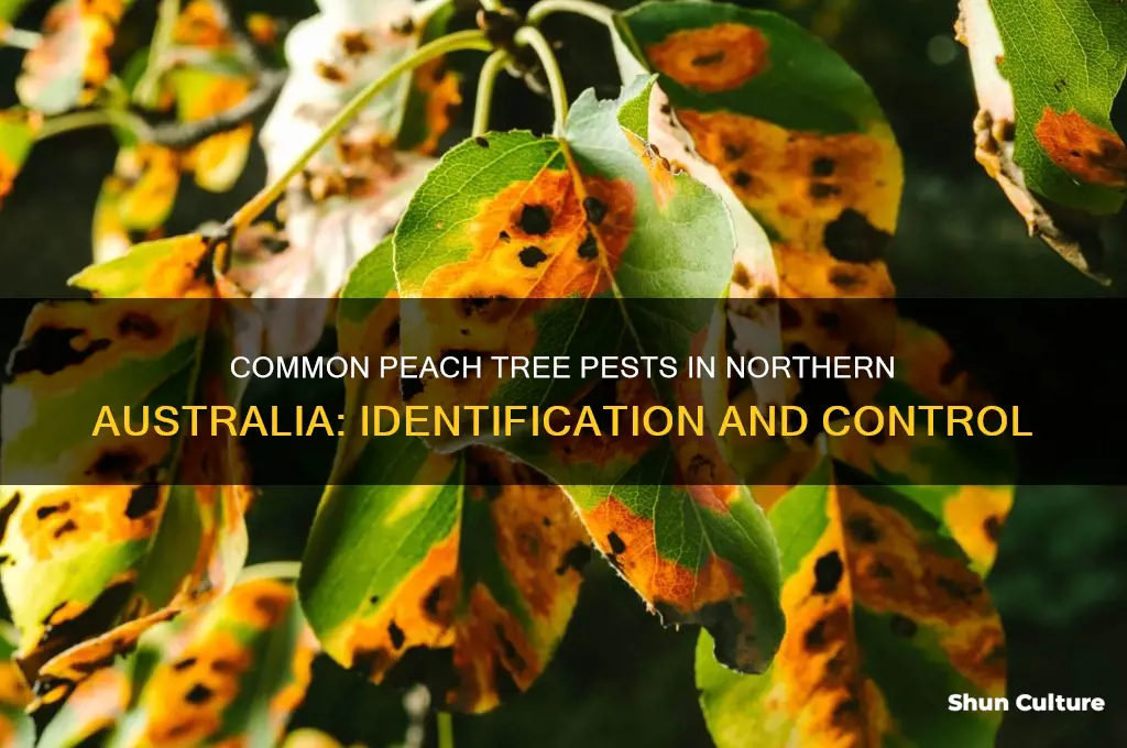 what bugs go after peach trees in northern australia