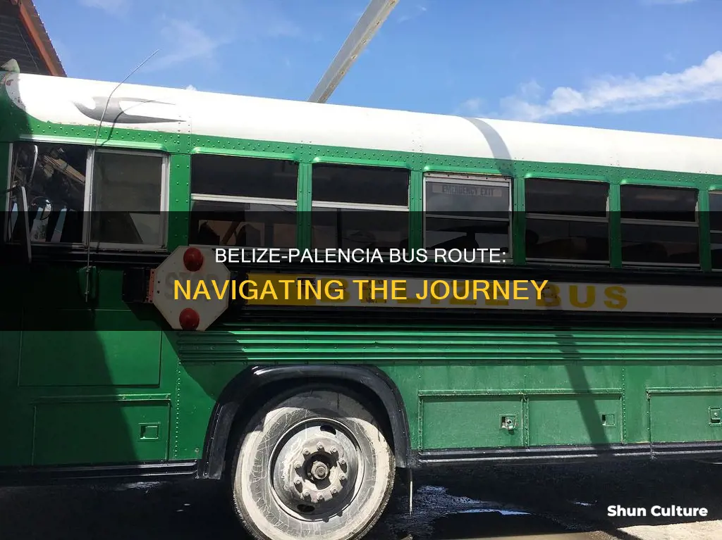 what bus to take from belize to palencia