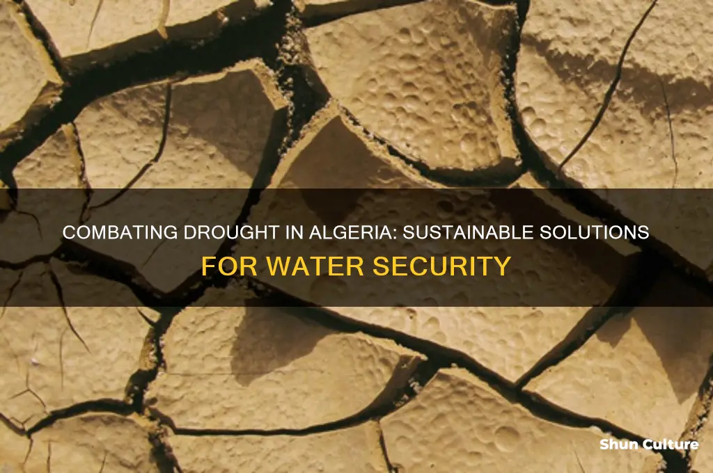 what can algeria do to stop drought