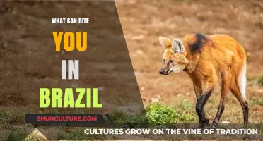 Beware Brazil's Biting Creatures: A Guide to Potential Hazards