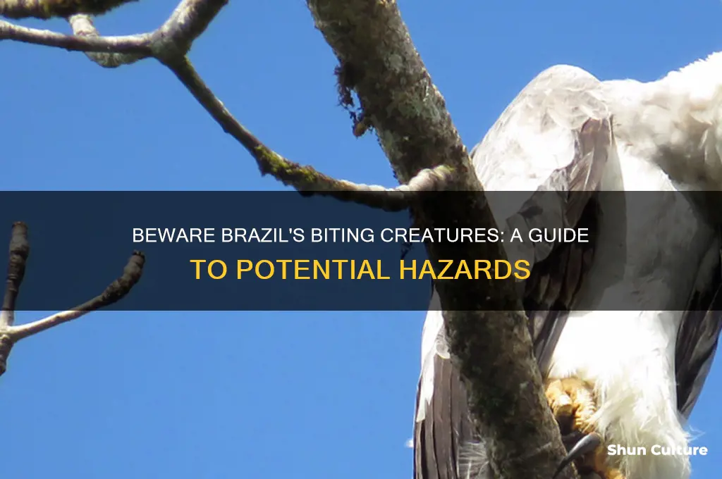 what can bite you in brazil