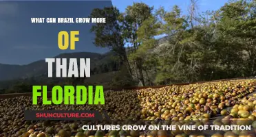 Brazil's Agricultural Edge: Crops Outpacing Florida's Production