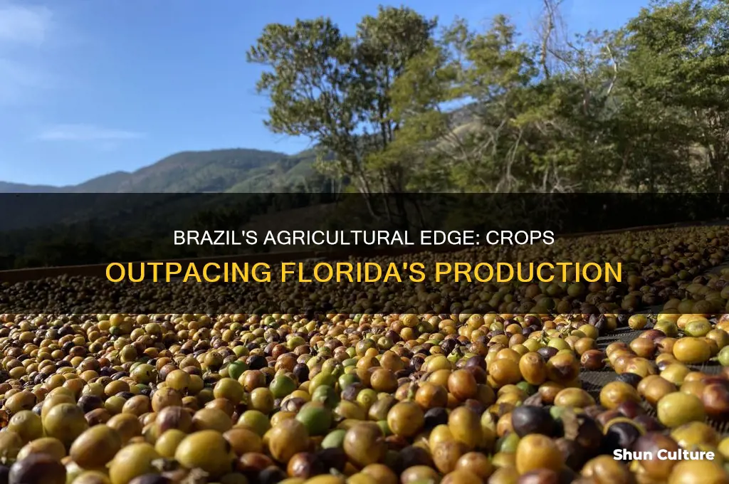 what can brazil grow more of than flordia