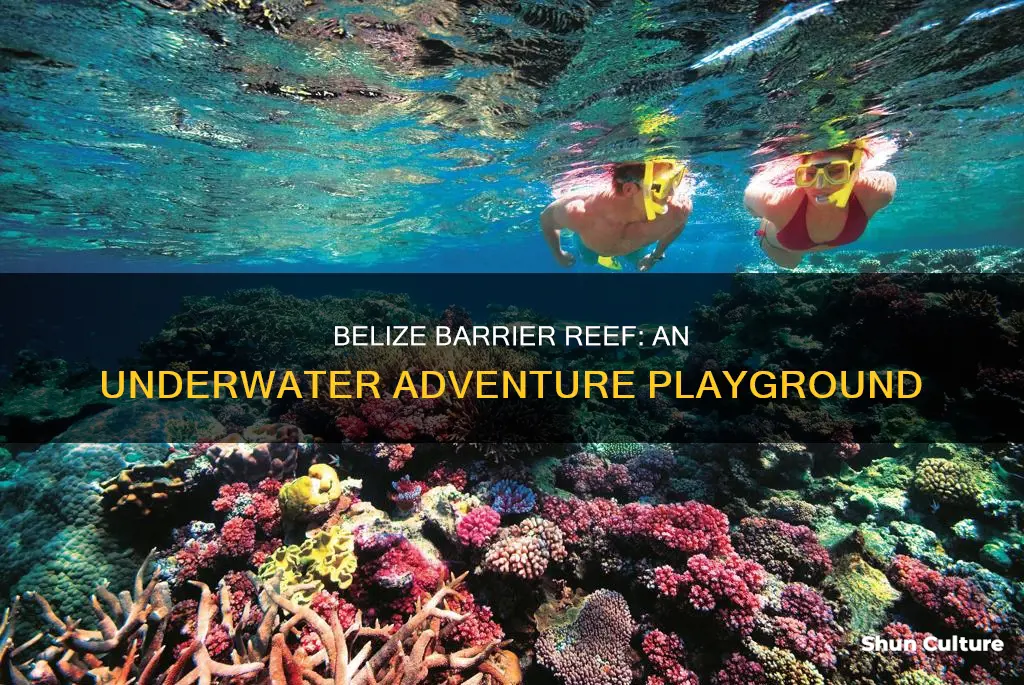 what can you do in belize barrier reef