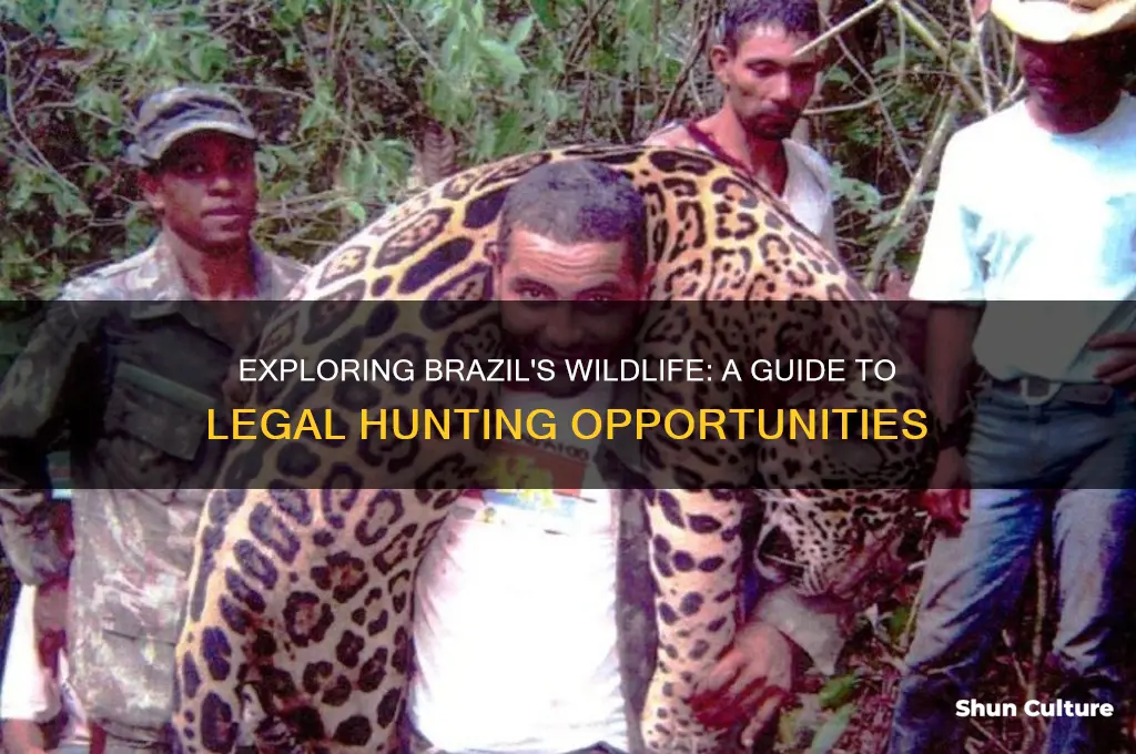 what can you hunt in brazil