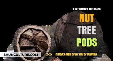 How Do Brazil Nut Tree Pods Get Transported in the Rainforest?