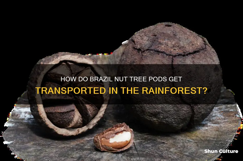 what carries the brazil nut tree pods