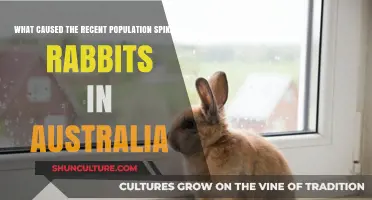 Australian Rabbits: Population Boom Explained