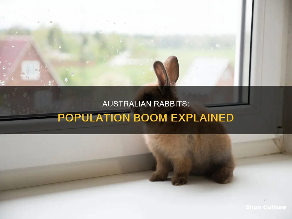 what caused the recent population spike of rabbits in australia