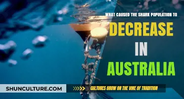 The Mystery Behind Australia's Declining Shark Population