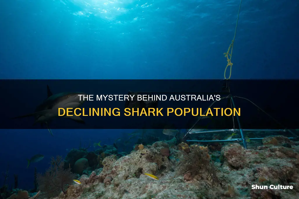 what caused the shark population to decrease in australia