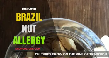 Understanding Brazil Nut Allergy: Triggers, Symptoms, and Prevention Tips