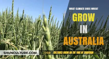 Ideal Climate Conditions for Wheat Growth in Australia