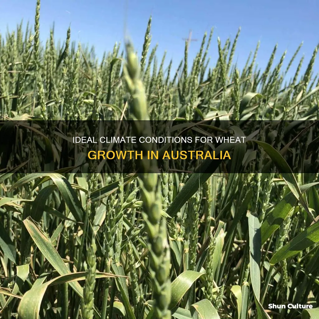 what climate does wheat grow in australia