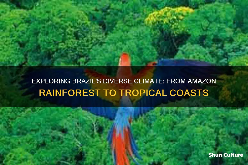 what climate is in brazil