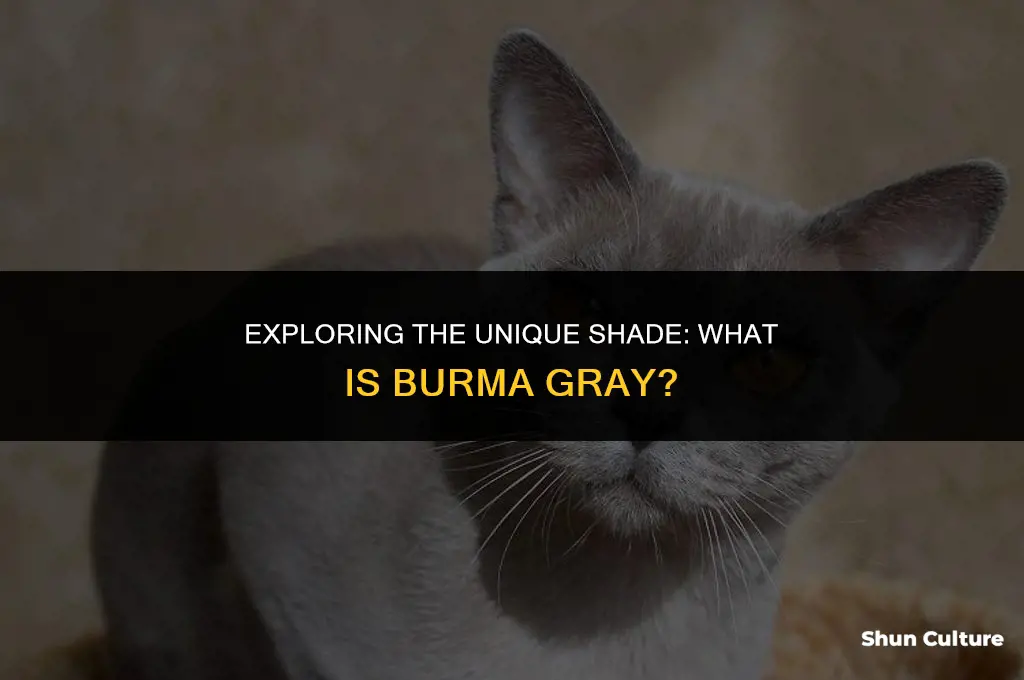 what color is burma gray definition