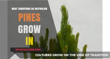 Australian Pines: Conditions for Growth