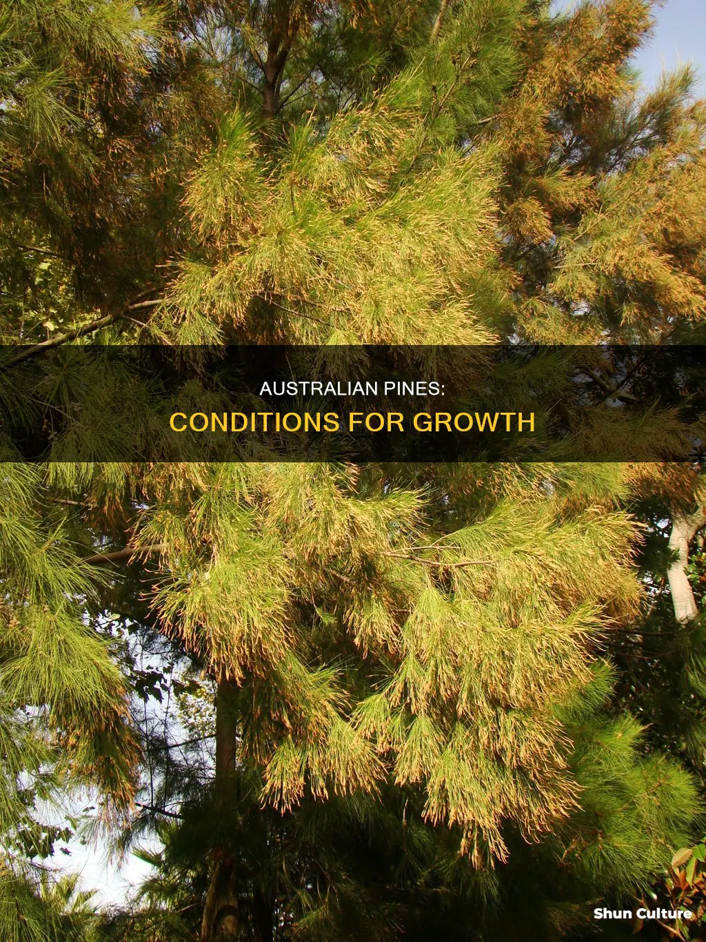 what conditions do australian pines grow in