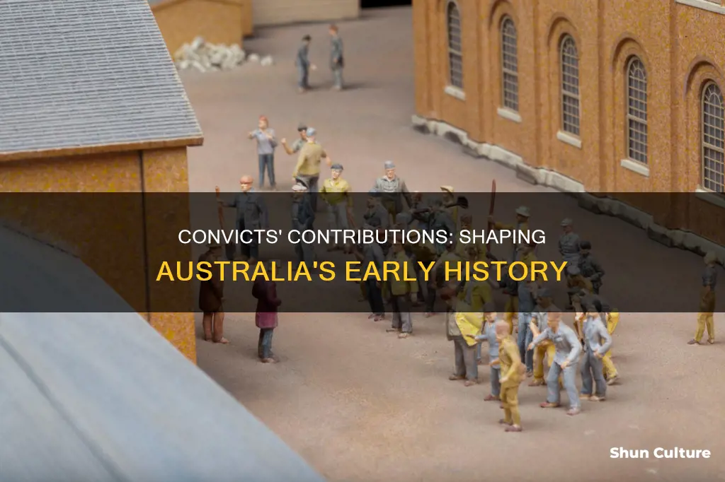 what contributions did the convicts make to australia