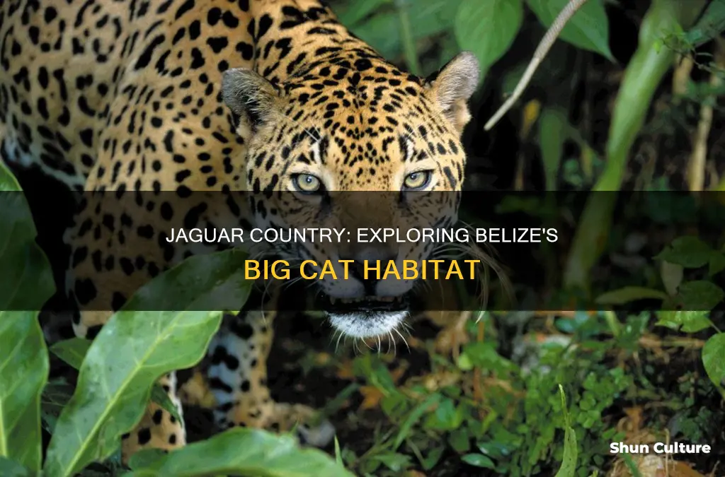 what countries do jaguars live in belize