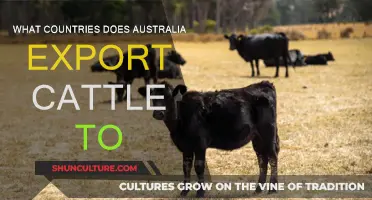 Australian Cattle Exports: Where Do They Go?