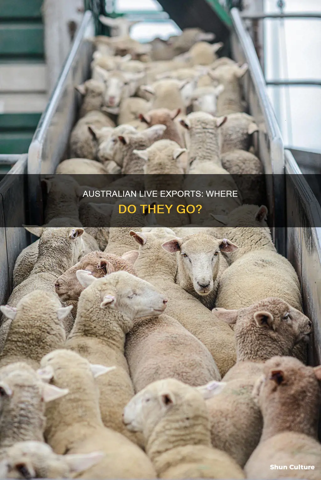 what countries does australia live export to