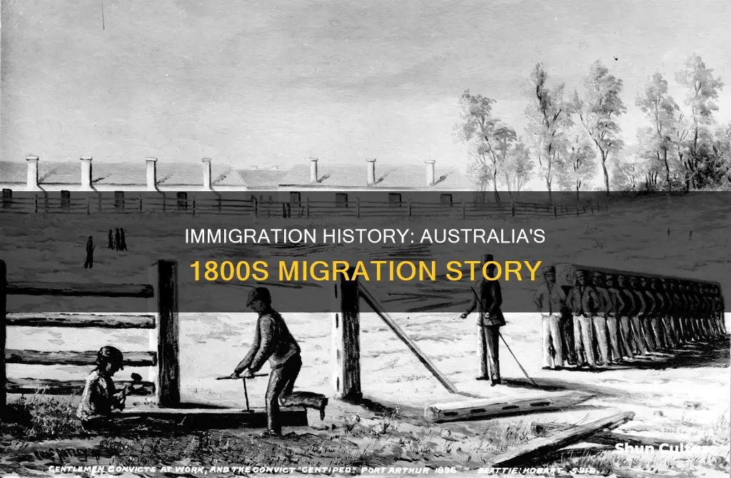 what countries migrated to australia in the 1800s