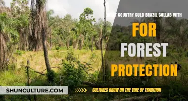 Brazil's Forest Protection: Potential Global Partnerships for Sustainable Collaboration