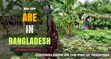 Exploring Bangladesh's Diverse Crops: Rice, Jute, and Beyond