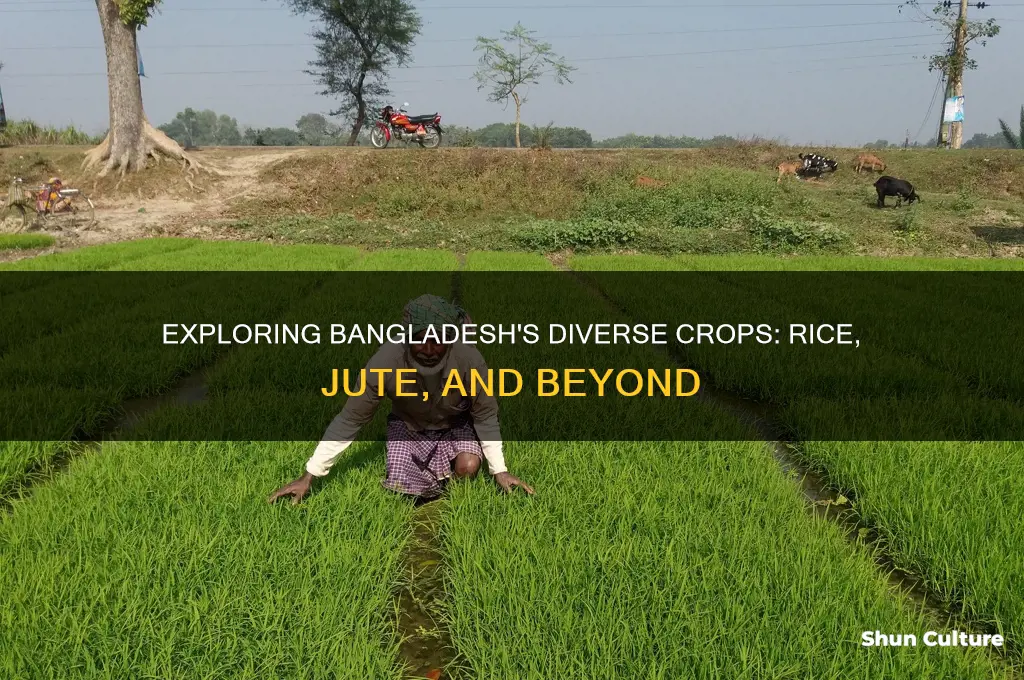 what crop are in bangladesh