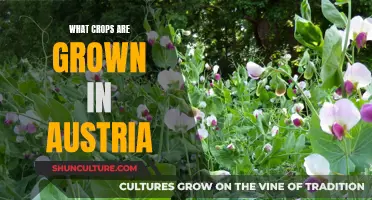 Austria's Agricultural Abundance: Exploring Cultivated Crops