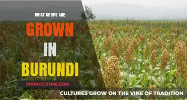 Exploring Burundi's Agricultural Riches: A Guide to Its Main Crops