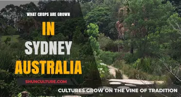 Sydney's Agricultural Bounty: Exploring the Diverse Crops Grown in Australia's Iconic City